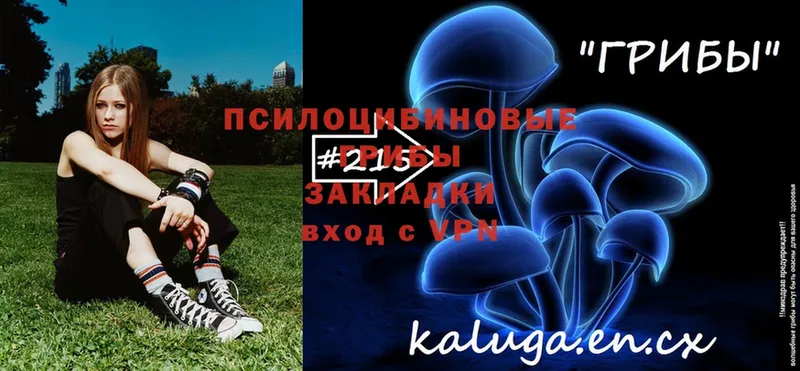 Псилоцибиновые грибы Psilocybe  это какой сайт  Уяр 